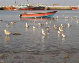 خلیج گواتر چابهار خلیج گواتر چابهار