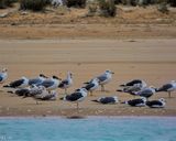 خلیج گواتر چابهار خلیج گواتر چابهار