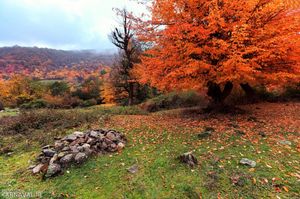جنگل توسکستان گلستان جنگل توسکستان گلستان