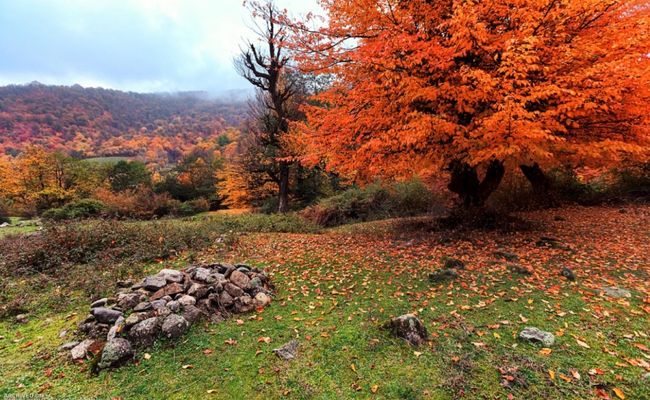 جنگل توسکستان جنگل توسکستان