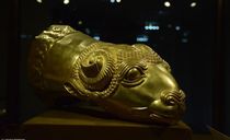 تکوک زرین بز مادها تکوک زرین بز مادها