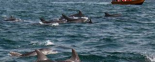 خلیج گواتر چابهار خلیج گواتر چابهار