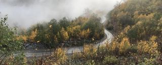 جنگل توسکستان جنگل توسکستان