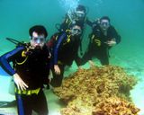 غواصی در کیش غواصی در کیش