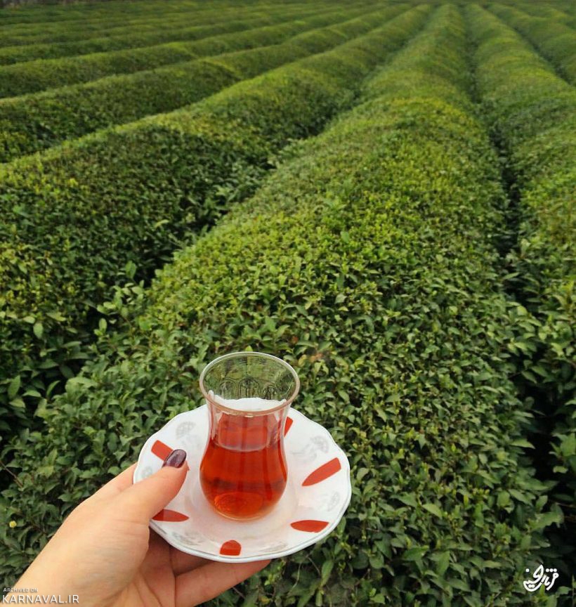 چای لاهیجان | Photo by : Unknown