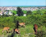 پارک جنگلی سیاه داران تالش پارک جنگلی سیاه داران تالش