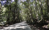 جاده آبشار ویسادار جاده آبشار ویسادار