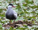 پناهگاه حیات وحش سرخانکل انزلی پناهگاه حیات وحش سرخانکل انزلی