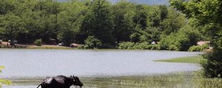 دریاچه عروس دریاچه عروس