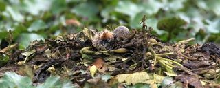 پناهگاه حیات وحش سرخانکل انزلی پناهگاه حیات وحش سرخانکل انزلی