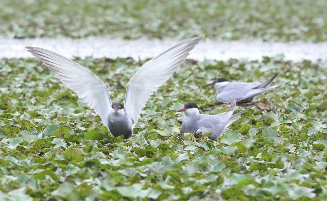 پناهگاه حیات وحش سرخانکل انزلی پناهگاه حیات وحش سرخانکل انزلی
