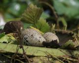 پناهگاه حیات وحش سرخانکل انزلی پناهگاه حیات وحش سرخانکل انزلی