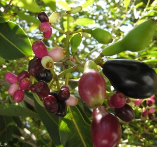 جمبو | Photo by : Unknown