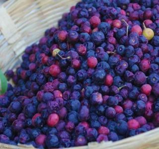 فالسا | Photo by : Unknown