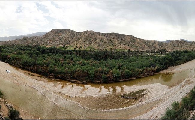 جنگل گلوبردکان بوشهر جنگل گلوبردکان بوشهر