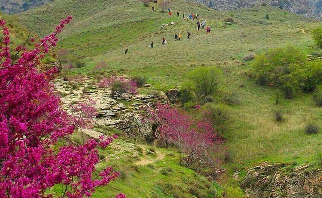 دشت ارغوان مشهد دشت ارغوان مشهد