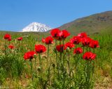 دشت شقایق لار دشت شقایق لار