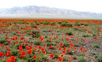 دشت شقایق لار دشت شقایق لار