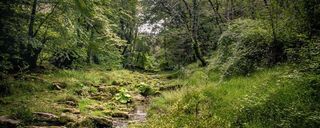 جنگل لفور سوادکوه جنگل لفور سوادکوه