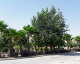 بوستان بزرگ ولایت بوستان بزرگ ولایت