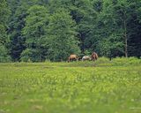 جنگل لفور سوادکوه جنگل لفور سوادکوه