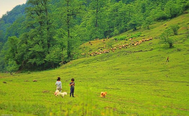 جنگل لفور سوادکوه جنگل لفور سوادکوه