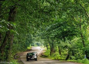 جنگل دوهزار تنکابن جنگل دوهزار تنکابن