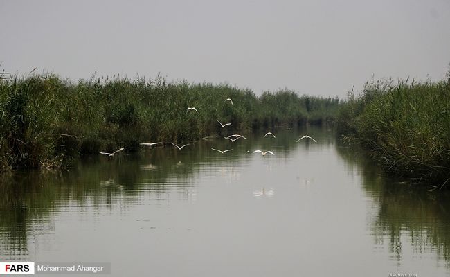 تالاب شادگان تالاب شادگان