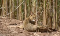 تالاب هورالعظیم تالاب هورالعظیم