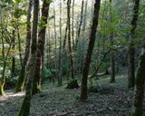 آبشار ولیلا سوادکوه آبشار ولیلا سوادکوه