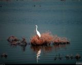 تالاب هورالعظیم تالاب هورالعظیم