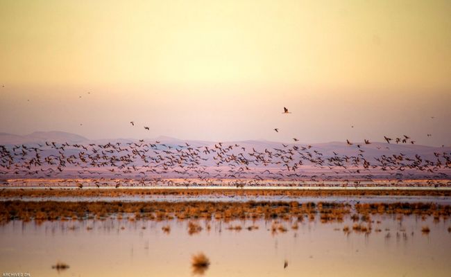 درناهای خاکستری تالاب میقان درناهای خاکستری تالاب میقان