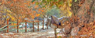 روستای افجه روستای افجه