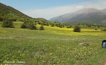 دشت بابونه سی دشت دشت بابونه سی دشت