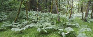 آبشار ولیلا آبشار ولیلا