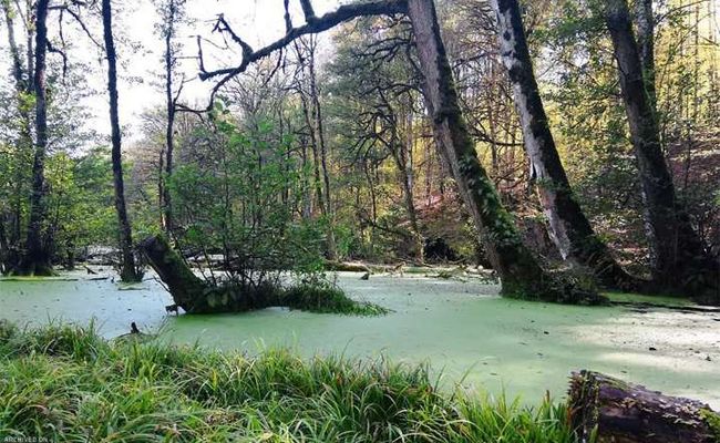 مرداب دیوک مرداب دیوک