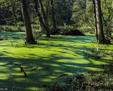 مرداب دیوک مرداب دیوک