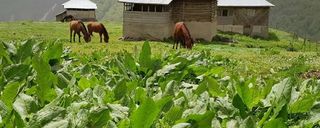 روستای نوشا تنکابن روستای نوشا تنکابن