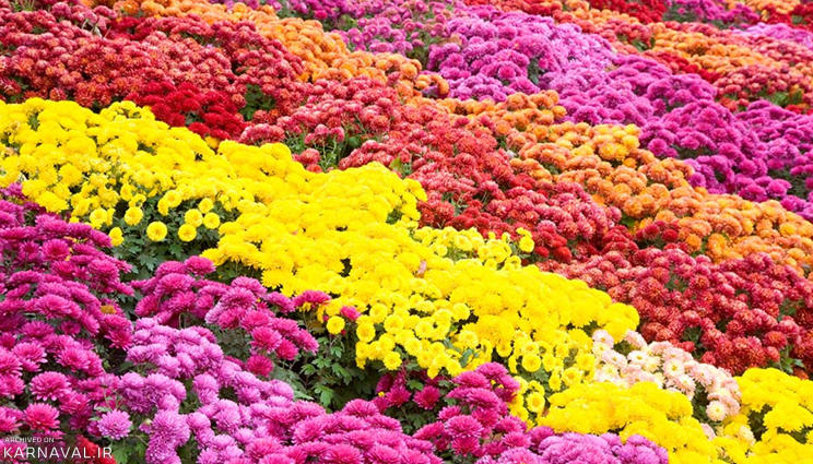 جشنواره گل‌ های داوودی در باغ گیاهشناسی