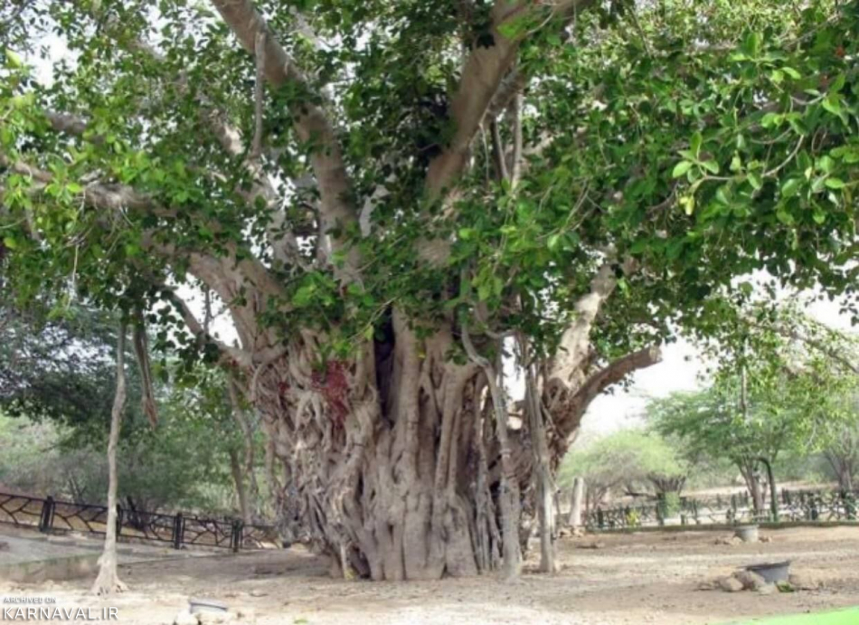 نابودی درخت انجیر معابد ۵۰۰ ساله کیش