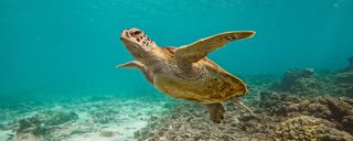 جزایر دیمانیات عمان جزایر دیمانیات عمان