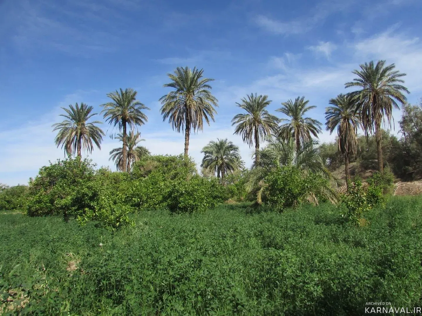 اقامتگاه بومگردی نخلستان بم اقامتگاه بومگردی نخلستان بم