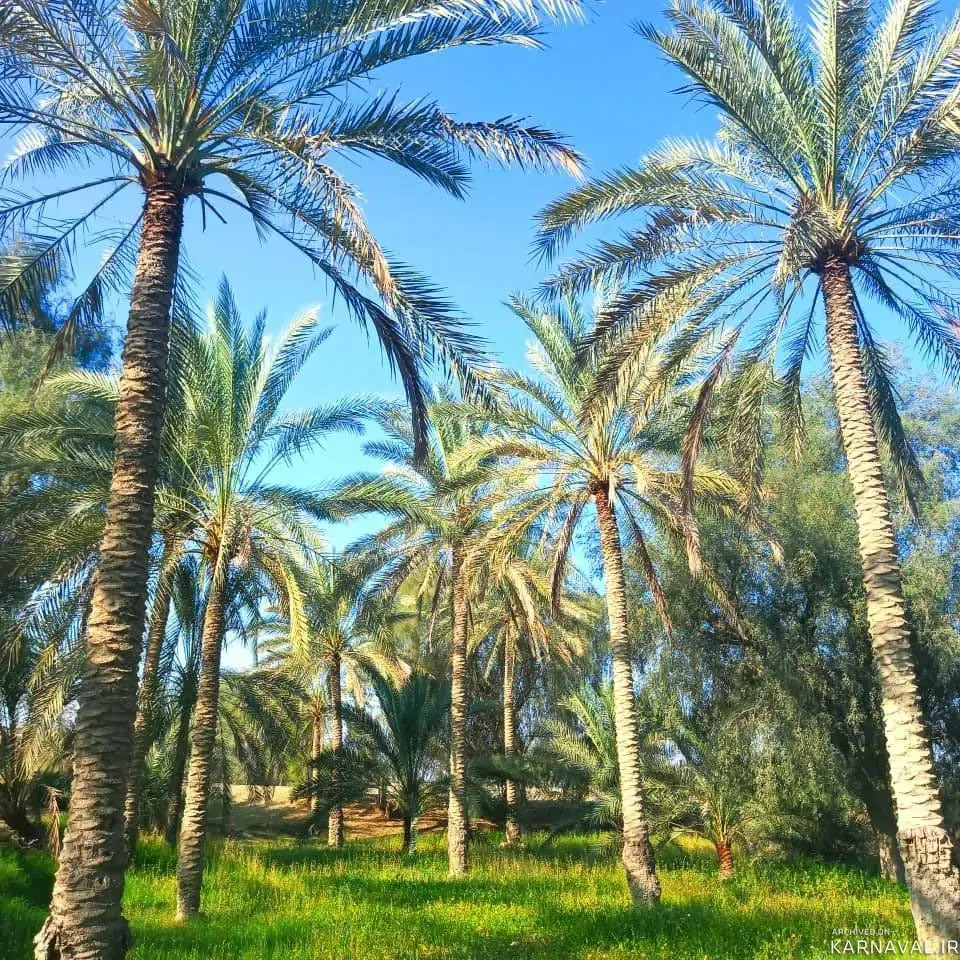 ویلا نخل شیخی (اتاق خاصویی) قشم