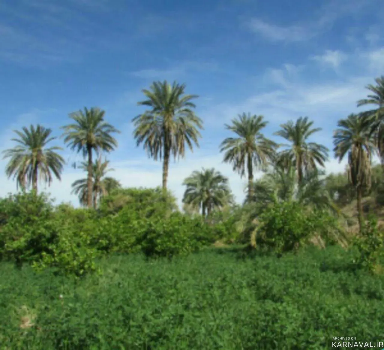 اقامتگاه بوم‌گردی نخلستان بم