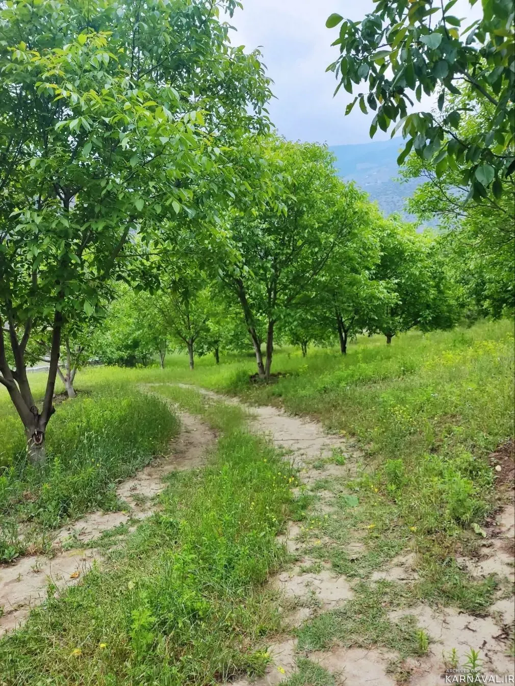 سوییت ویلایی دلگشا سوادکوه سوییت ویلایی دلگشا سوادکوه