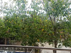 ویلا آقا مسیحا مرزن آباد ویلا آقا مسیحا مرزن آباد