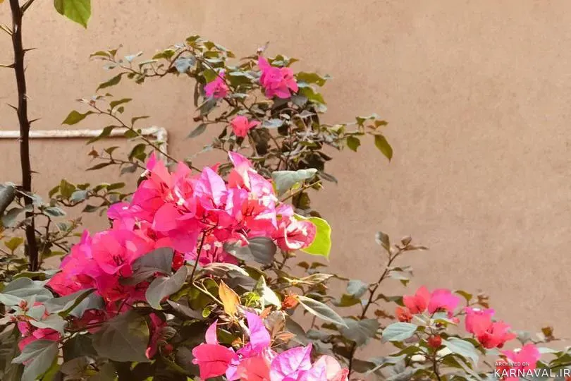 اقامتگاه بوم‌گردی نخلستان مدرن بم