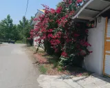 ویلا گل کاغذی انزلی ویلا گل کاغذی انزلی