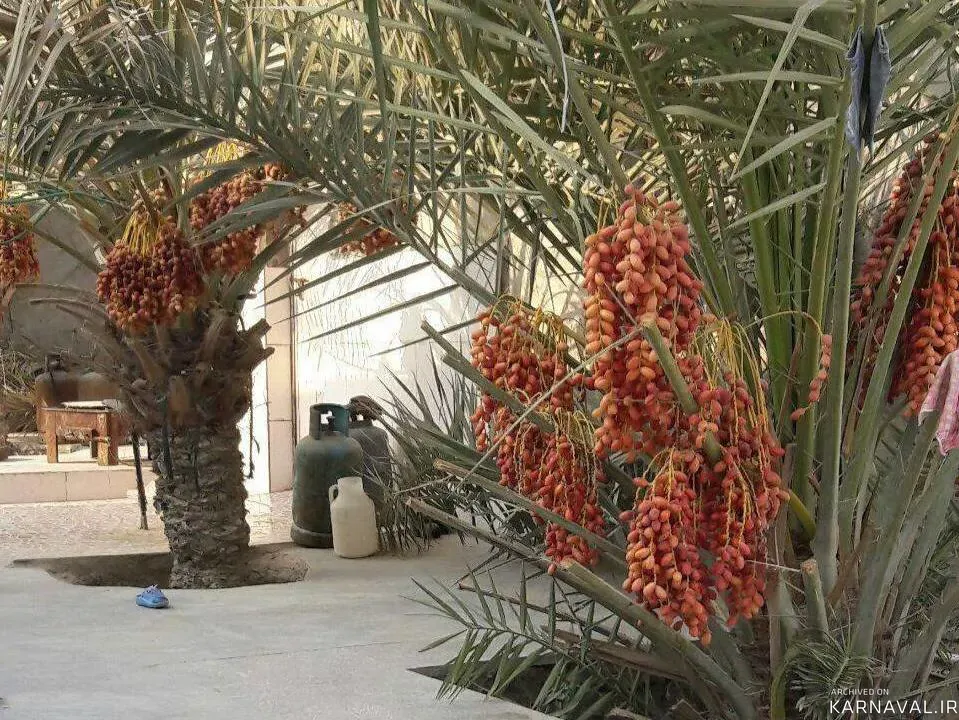 اقامتگاه بوم‌گردی علیشاهی (25 متری) قشم