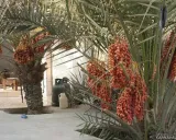 اقامتگاه بومگردی علیشاهی (25 متری) قشم اقامتگاه بومگردی علیشاهی (25 متری) قشم